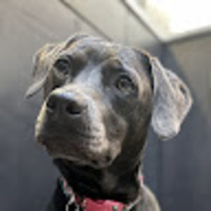 Meet your Posher, Tucker